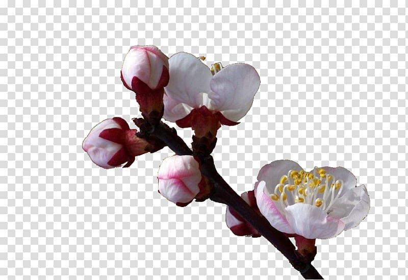 Flower Apricot Tree, An apricot blossom transparent background PNG clipart