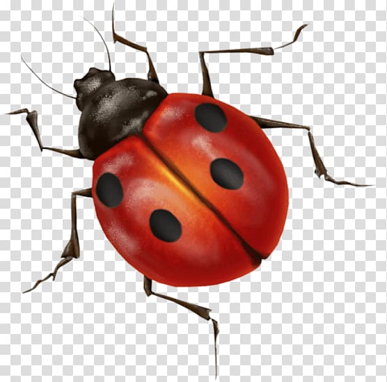 red and black ladybug illustration, Ladybug transparent background PNG clipart