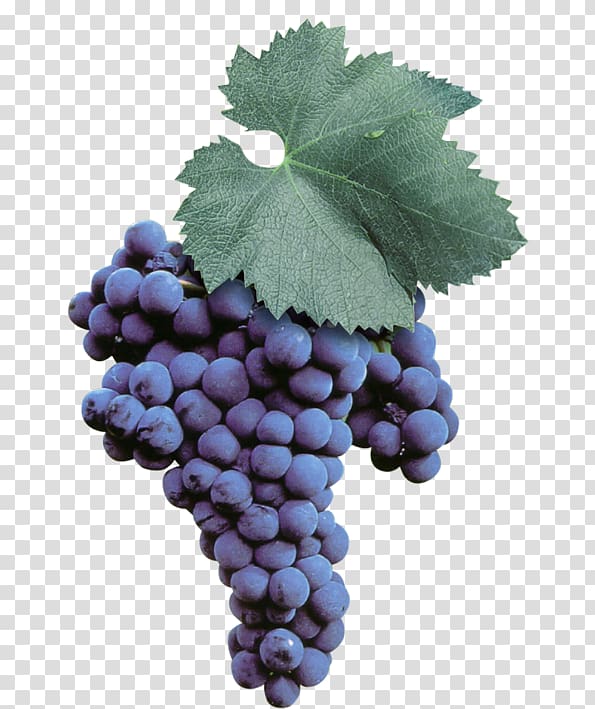 Sultana Malvasia Wine Uva di Troia Grape, wine transparent background PNG clipart