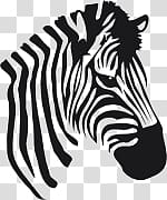 Zebra transparent background PNG clipart