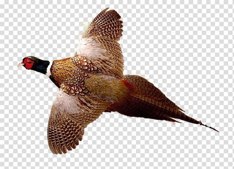 Ring-necked Pheasant Drawing Bird Hunting, Flying pheasant transparent background PNG clipart