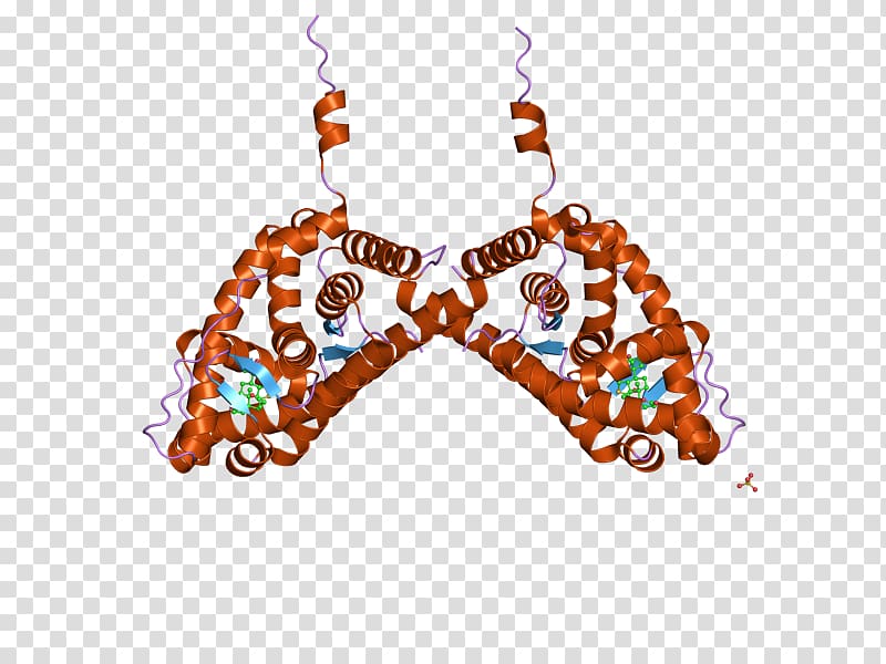Mineralocorticoid receptor Glucocorticoid receptor Earring, transparent background PNG clipart