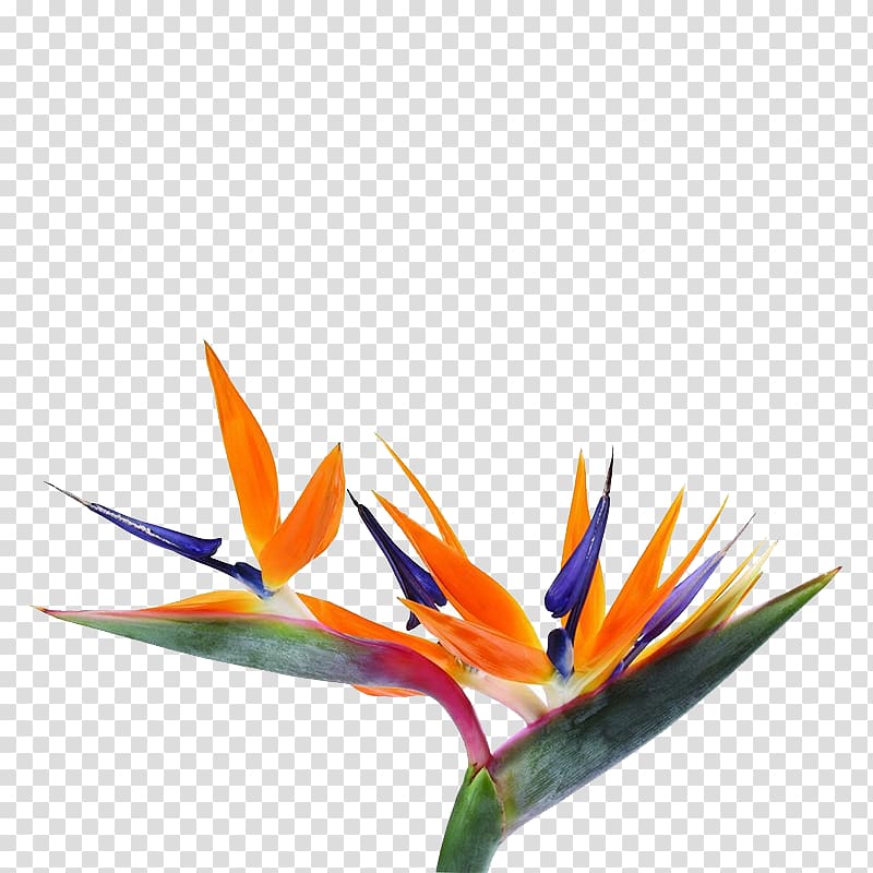 orange birds-of-paradise flower illustration, Strelitzia reginae Bird-of-paradise Flower Seed, Unique shape bouquet transparent background PNG clipart