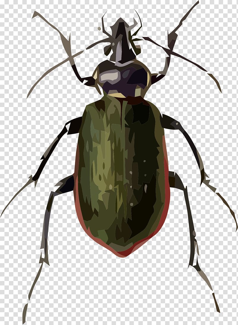 Ladybird beetle Fiery searcher Drawing , beetle transparent background PNG clipart