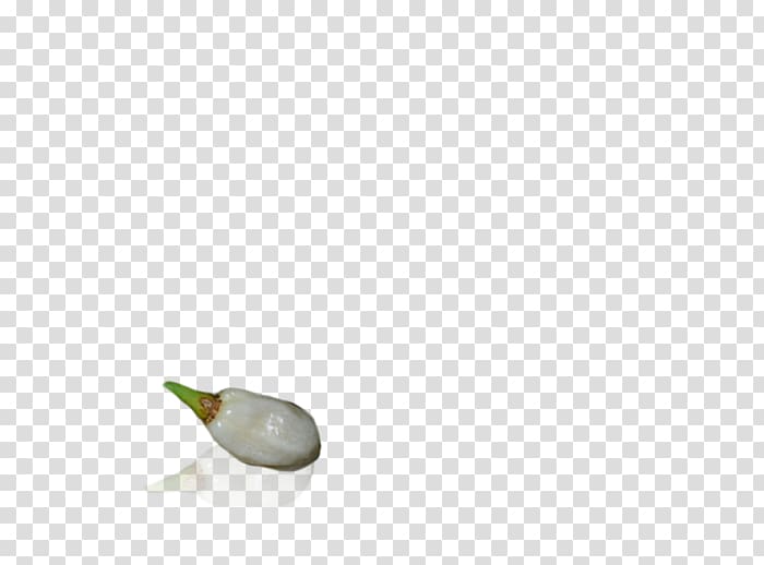 Water bird, small pepper transparent background PNG clipart