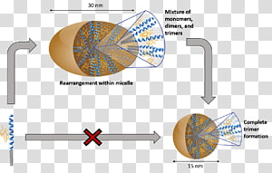 Dimer Helix bundle Oligomer Self-assembled monolayer, others transparent background PNG clipart thumbnail