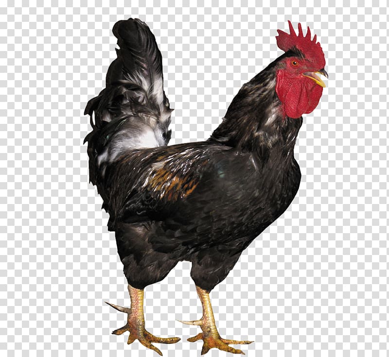 Rooster Chicken Poultry, Big black cock transparent background PNG clipart