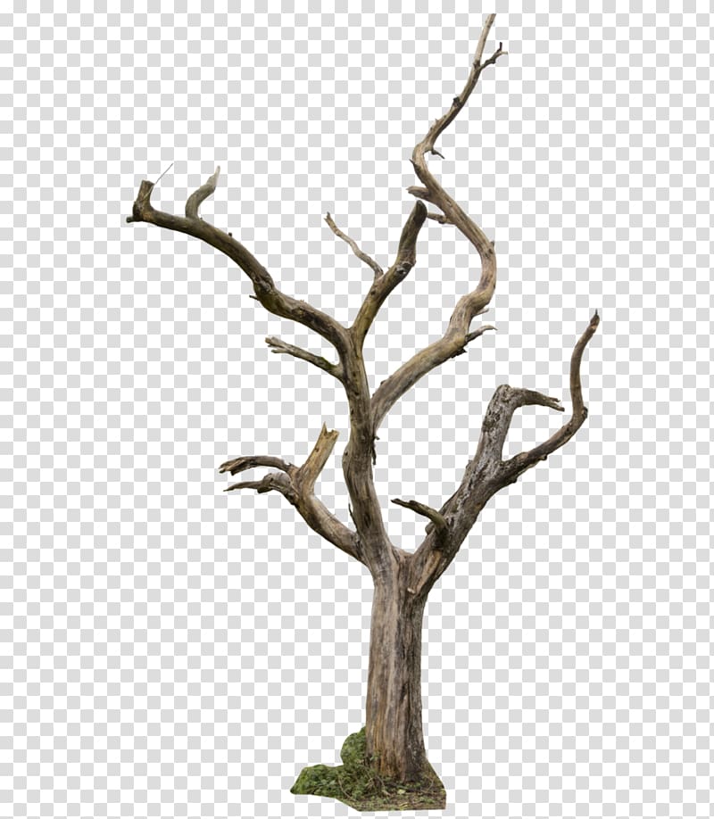 bare tree , Drawing , Bare tree trunks transparent background PNG clipart