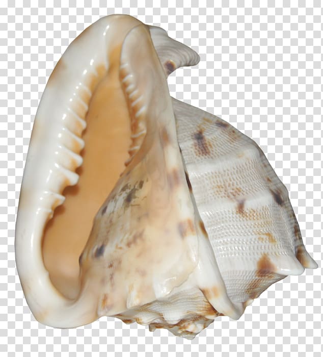Cockle Shankha Conchology Seashell, conch transparent background PNG clipart