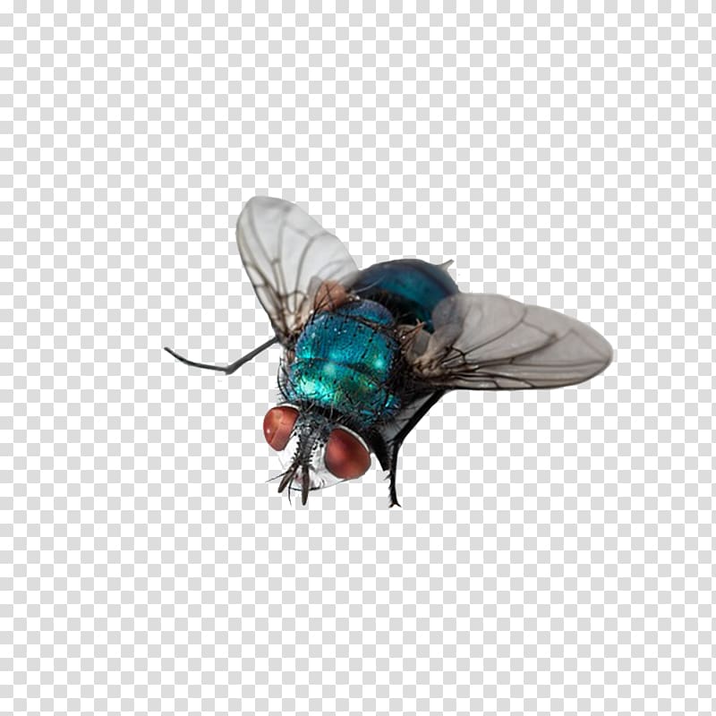 Insect Fly Computer file, Fly insects transparent background PNG clipart