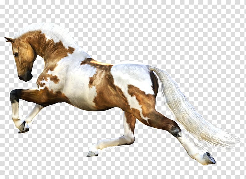 Horse Stallion , Horse transparent background PNG clipart