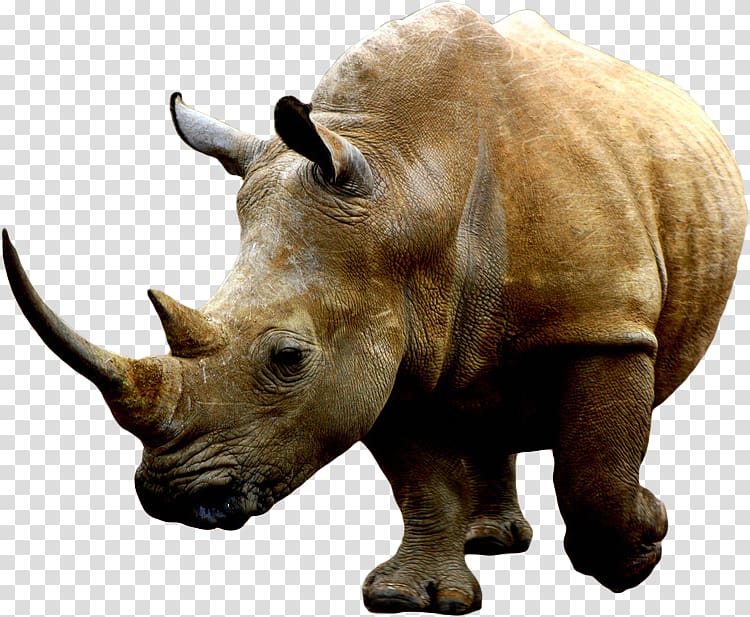 White rhinoceros Rhino! Rhino! , Los Animales transparent background PNG clipart