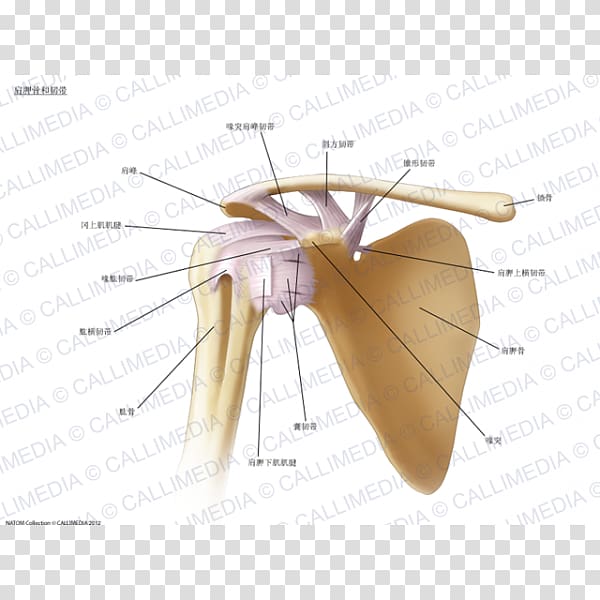 Ligament Shoulder joint Anatomy Bone, arm transparent background PNG clipart