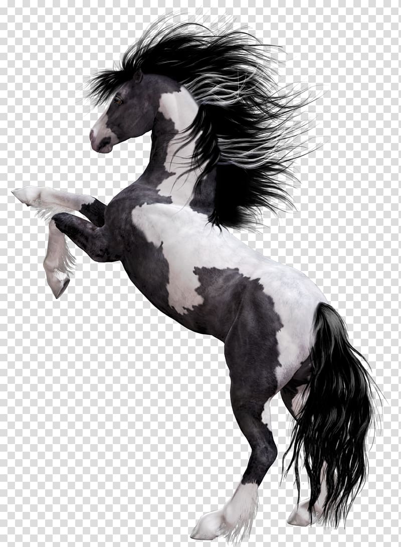 white and black horse figurine , Arabian horse Appaloosa Mustang American Paint Horse Stallion, horse transparent background PNG clipart
