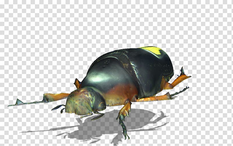 Dung beetle Weevil Scarab Pest, beetle transparent background PNG clipart