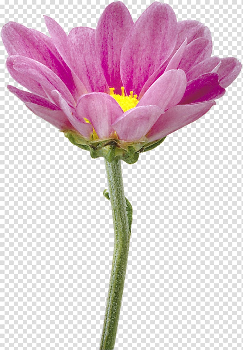 Chrysanthemum Flower Garden Cosmos, chrysanthemum transparent background PNG clipart