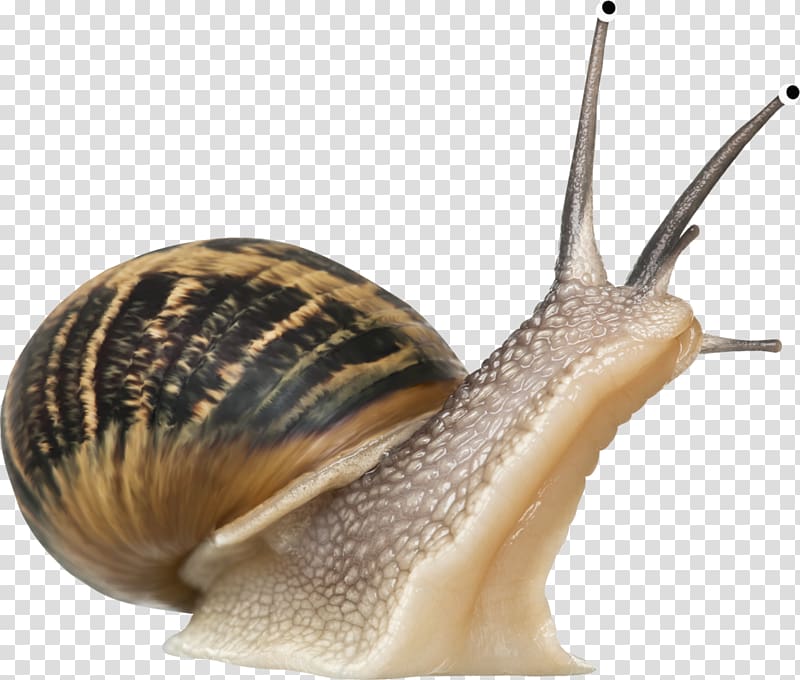 Snail slime Gastropods, snails transparent background PNG clipart