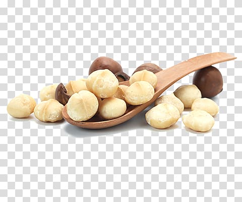 Macadamia oil Macadamia nut Tree nut allergy, others transparent background PNG clipart