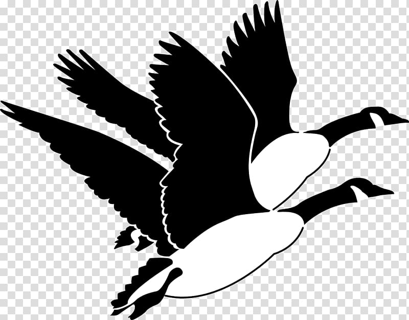 Canada Goose Bird , goose transparent background PNG clipart