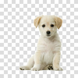 puppy transparent background PNG clipart thumbnail
