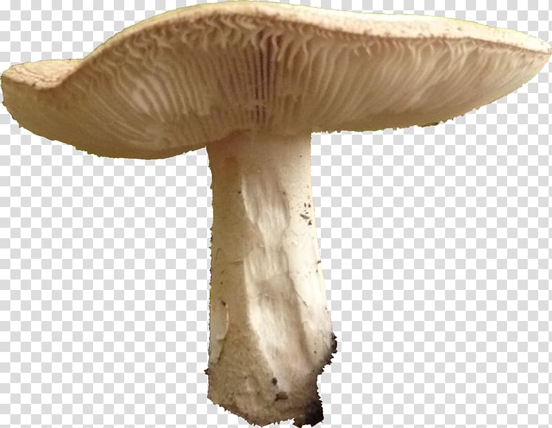 Pleurotus eryngii Agaricus Edible mushroom Fungus, mushroom transparent background PNG clipart