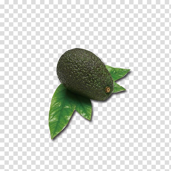 Avocado Euclidean Icon, Avocado transparent background PNG clipart