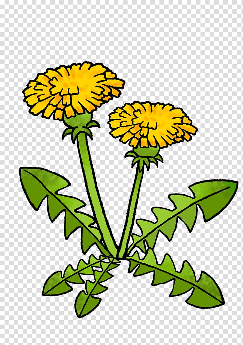 Dandelion Floral design Chrysanthemum Cut flowers, one on one transparent background PNG clipart