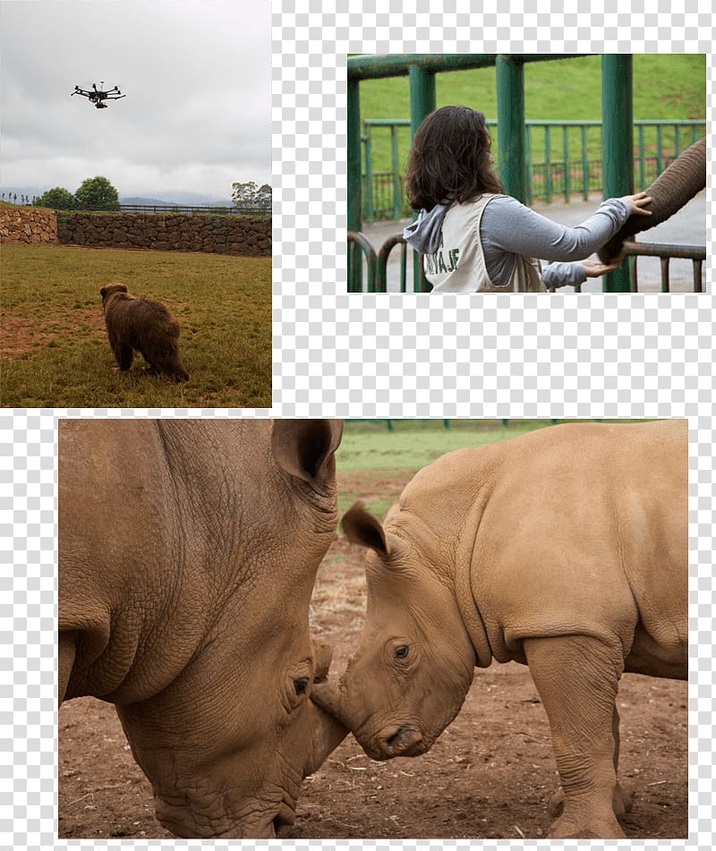 Rhinoceros Wildlife Terrestrial animal Snout Safari, Ephedia Partie 2 transparent background PNG clipart