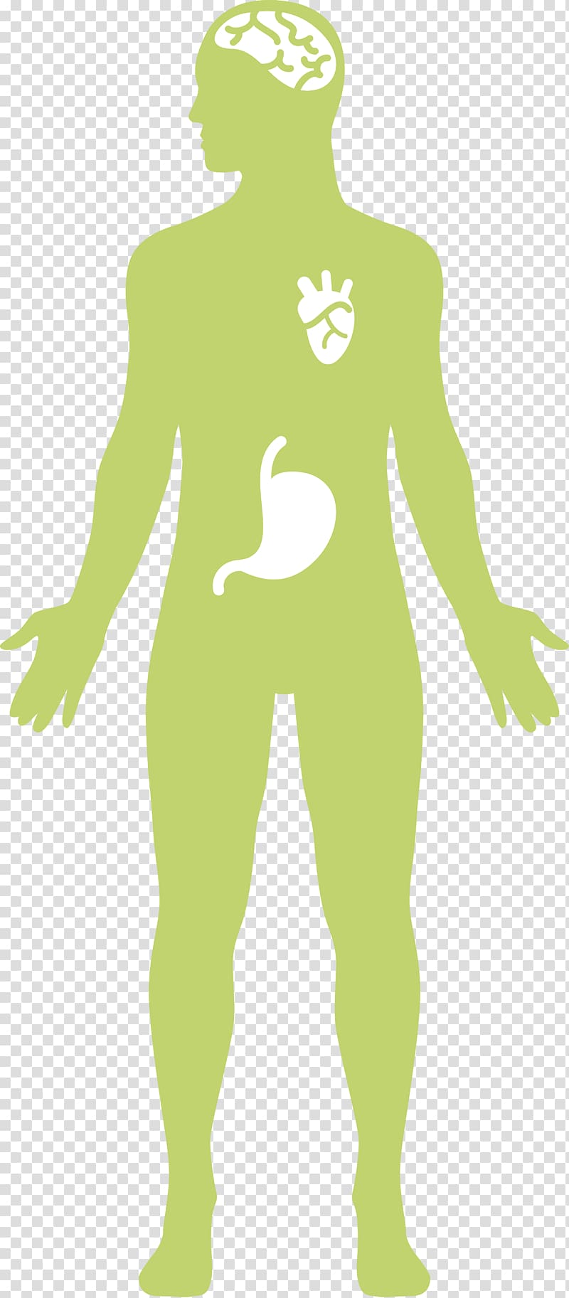 Digestion Human digestive system Gastrointestinal tract Physiology, cloves transparent background PNG clipart