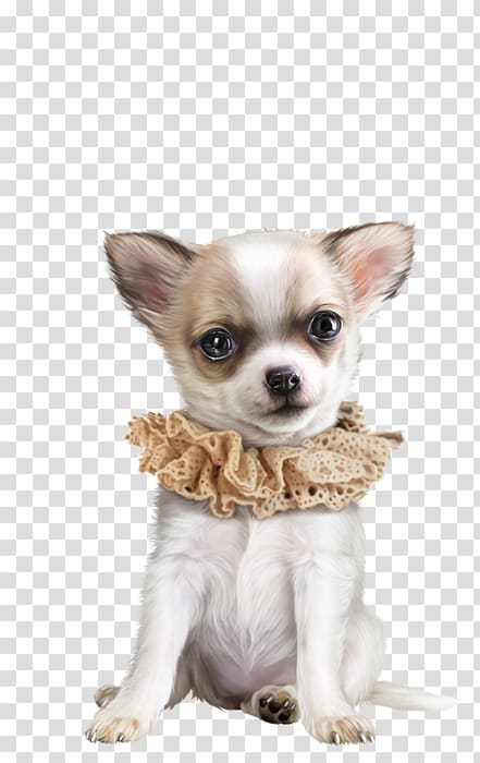 Corgi-Chihuahua Puppy Dog breed Companion dog, Chihuahua dog transparent background PNG clipart