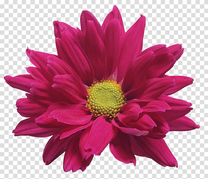 Flower Transparent Clip Art Image​