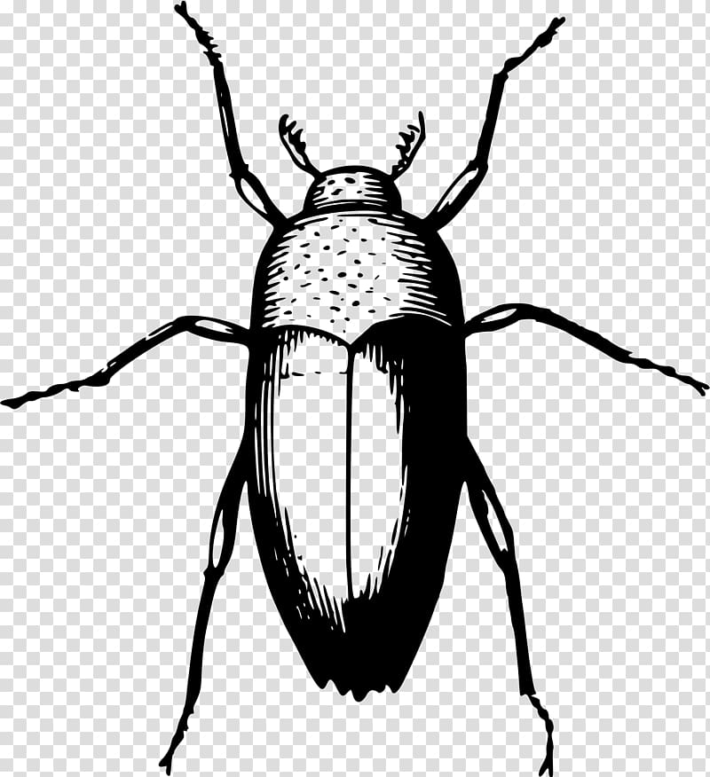 Beetle Animal , beetle transparent background PNG clipart