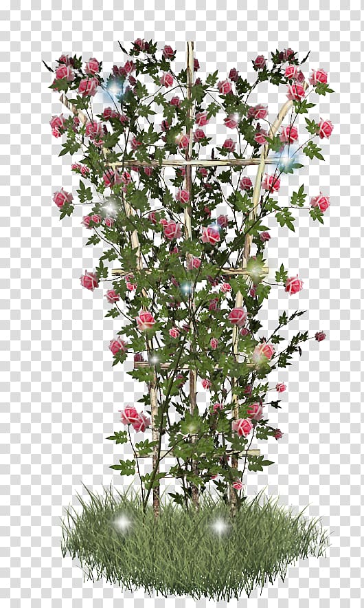 Shrub Flowering plant, plant transparent background PNG clipart