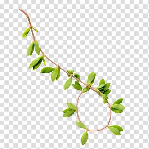 Leaf Twig Weeping willow Branch, Leaf transparent background PNG clipart
