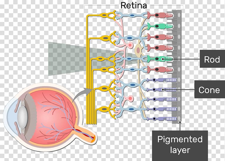 Retinal ganglion cell Neuron, peripheral vision definition transparent background PNG clipart