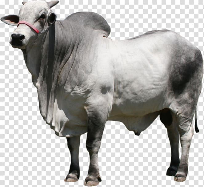 gray and white cattle, Nelore Gyr cattle Ox Bull Dairy cattle, Boi transparent background PNG clipart
