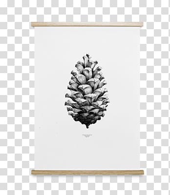 Poster Conifer cone Coulter pine Art, design transparent background PNG clipart