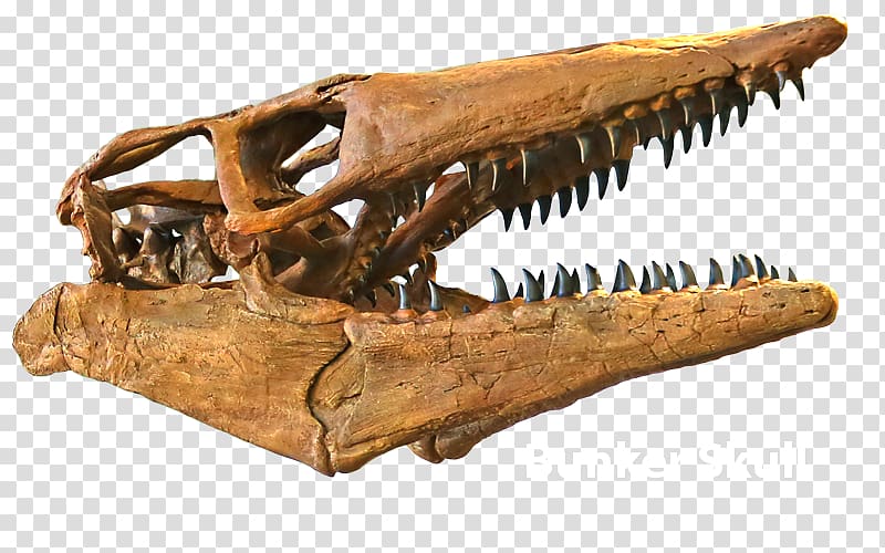 Triceratops Tylosaurus Late Cretaceous Skull Edmontosaurus, skull transparent background PNG clipart