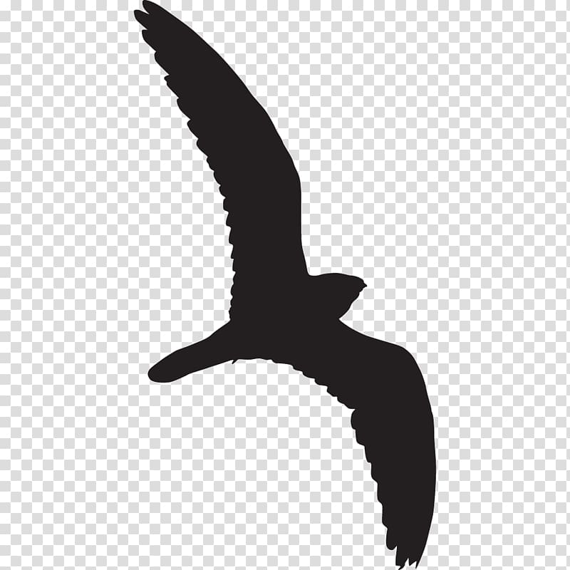 Bird Beak Common nighthawk Lesser nighthawk Cornell Lab of Ornithology, Bird transparent background PNG clipart