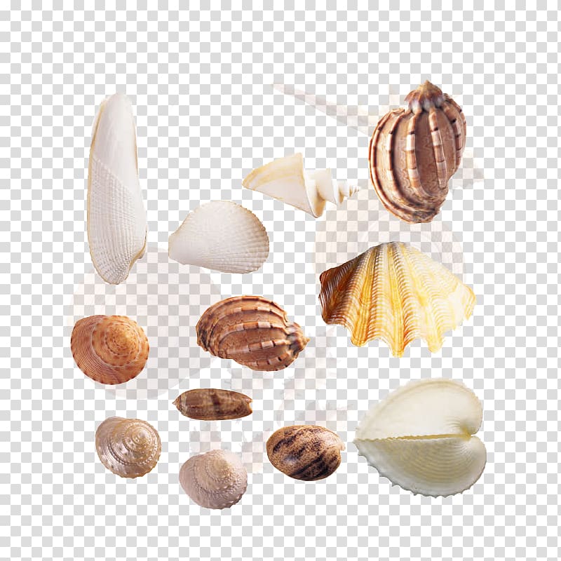 Cockle Seashell Sea snail, conch transparent background PNG clipart