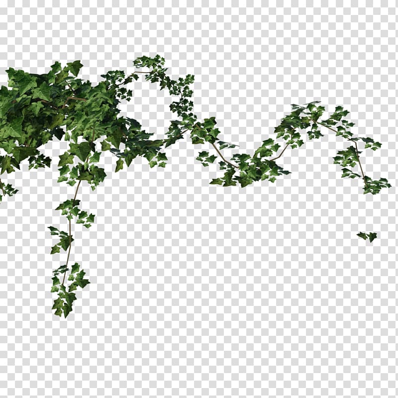 Plant Ivy Tree, grape tree transparent background PNG clipart