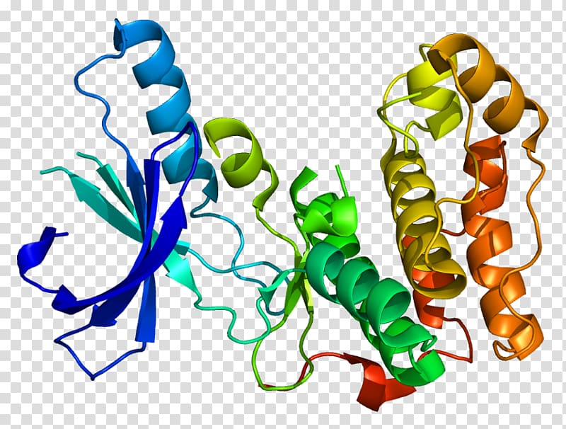 Serine/threonine-specific protein kinase Enzyme, others transparent background PNG clipart