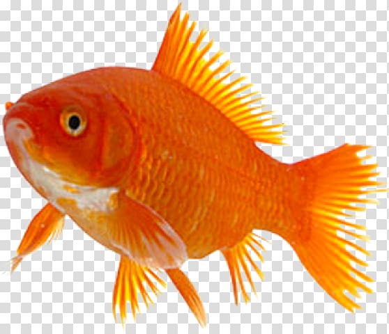 Goldfish Taga Feeder fish Marine biology, fish transparent background PNG clipart
