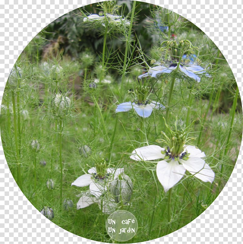 Meadow Wildflower Lawn, Allium Fistulosum transparent background PNG clipart
