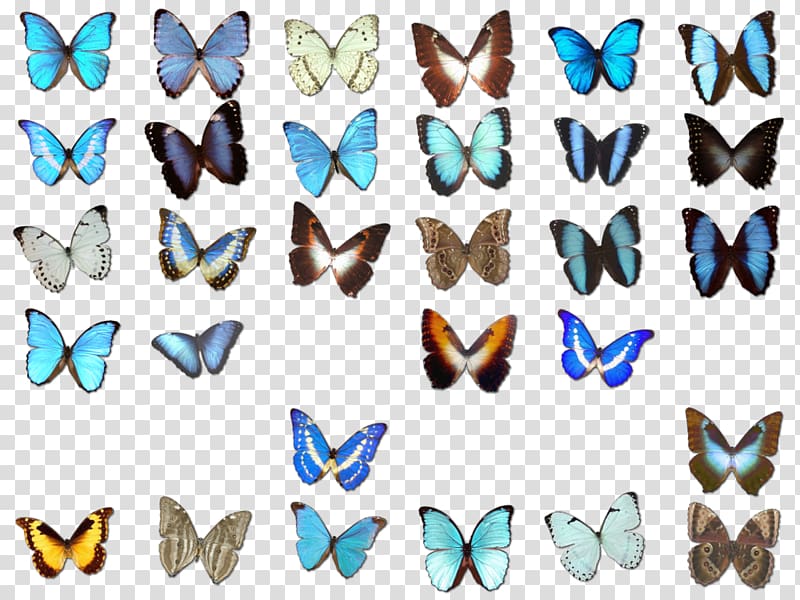 Monarch butterfly Euclidean , Butterfly Collection transparent background PNG clipart