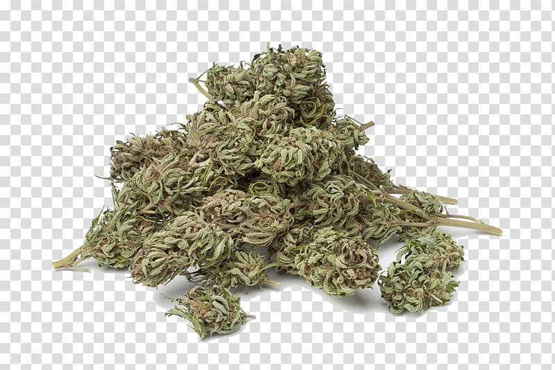 green kush on white surface, Cannabis tea Hemp Organic food, Cannabis dry transparent background PNG clipart