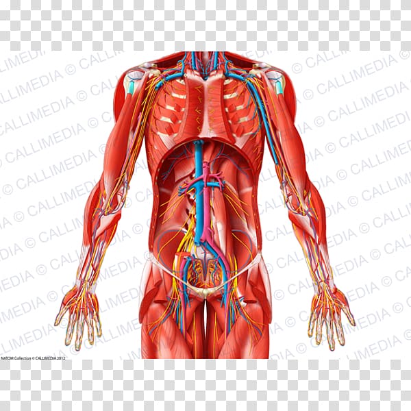 Shoulder Blood vessel Muscle Nerve Abdomen, others transparent background PNG clipart