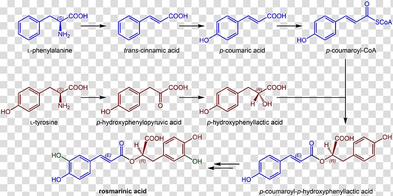 Rosmarinic acid Chemistry Chemical synthesis Chemical compound Boronic acid, Tetrahydrocannabinolic Acid Synthase transparent background PNG clipart