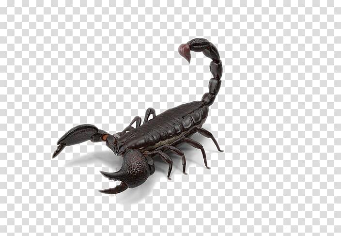 Scorpion , Black Scorpion transparent background PNG clipart