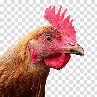 brown rooster, Large Chicken Head transparent background PNG clipart